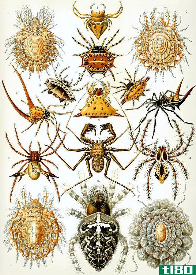 蛛形纲动物(arachnids)和甲壳类动物(crustaceans)的区别