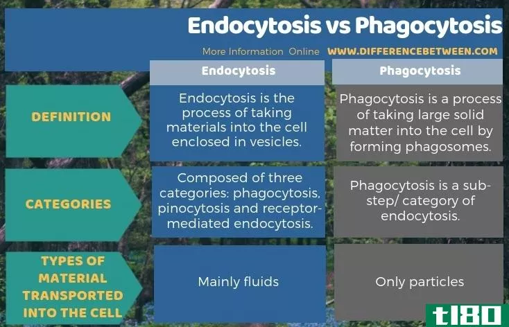 内吞作用(endocytosis)和吞噬作用(phagocytosis)的区别