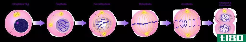 细胞分裂(cell division)和有丝分裂(mitosis)的区别