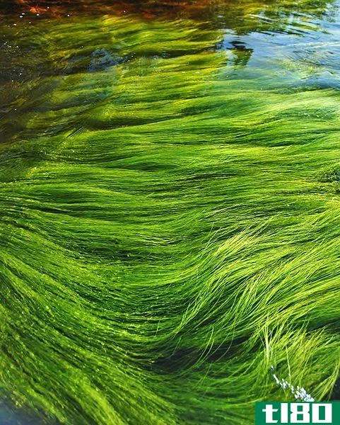 藻类(algae)和原生动物(protozoa)的区别
