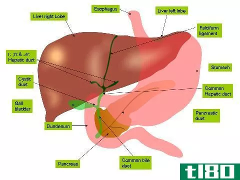 肝脏(liver)和胰腺(pancreas)的区别