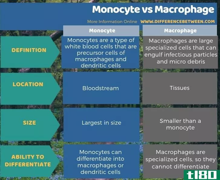 单核细胞(monocyte)和巨噬细胞(macrophage)的区别