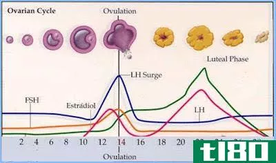肥沃的(fertile)和排卵(ovulation)的区别