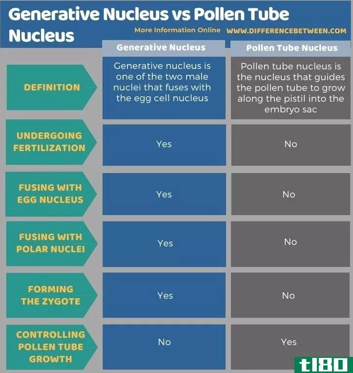生殖核(generative nucleus)和花粉管核(pollen tube nucleus)的区别