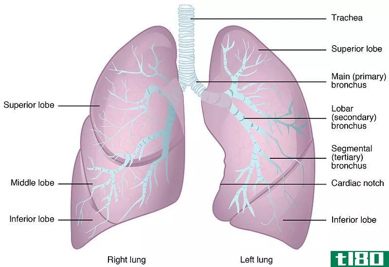 正确的(right)和左肺(left lung)的区别