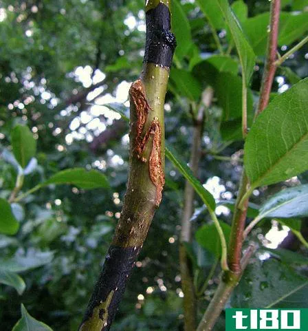 萌芽(budding)和嫁接(grafting)的区别