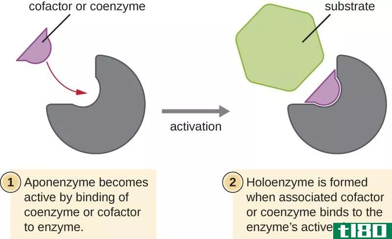 辅酶(coenzyme)和辅因子(cofactor)的区别