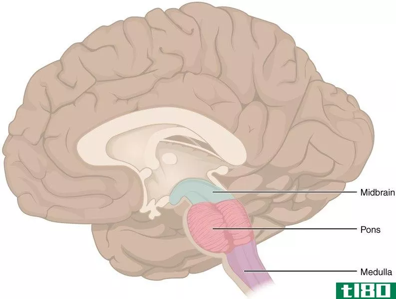 脑干(brainstem)和小脑(cerebellum)的区别