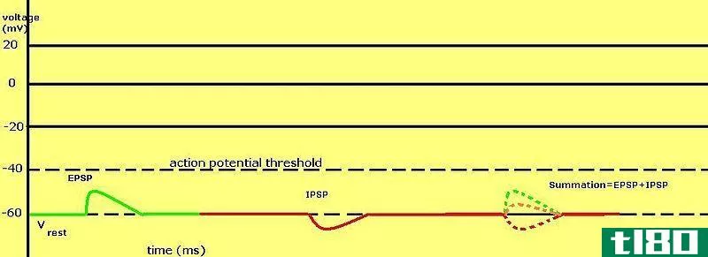 动作电位(action potential)和突触电位(synaptic potential)的区别