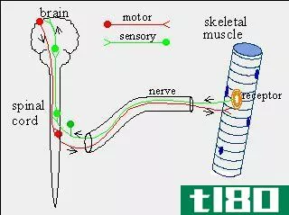 感觉的(sensory)和运动神经(motor nerves)的区别