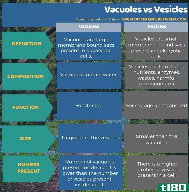 液泡(vacuoles)和小泡(vesicles)的区别