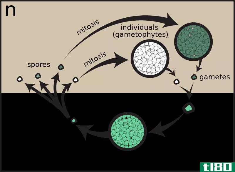 配子孢子(gametic sporic)和合子减数分裂(zygotic meiosis)的区别