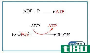 底物水平磷酸化(substrate level phosphorylation)和氧化磷酸化(oxidative phosphorylation)的区别