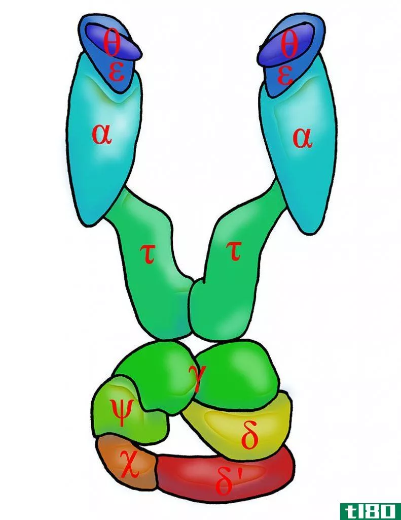 dna聚合酶12(dna polymerase 1 2)和三(3)的区别