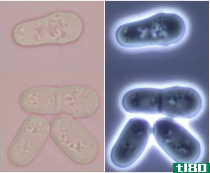 酿酒酵母(saccharomyces cerevisiae)和粟酒裂殖酵母(schizosaccharomyces pombe)的区别