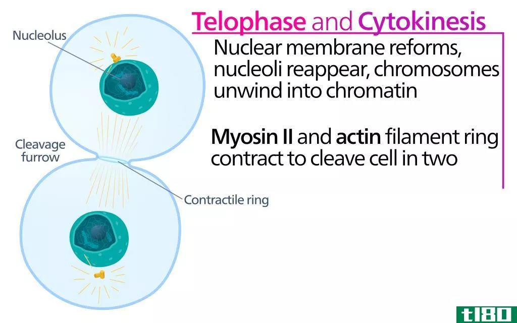 胞质分裂(cytokinesis)和有丝分裂(mitosis)的区别