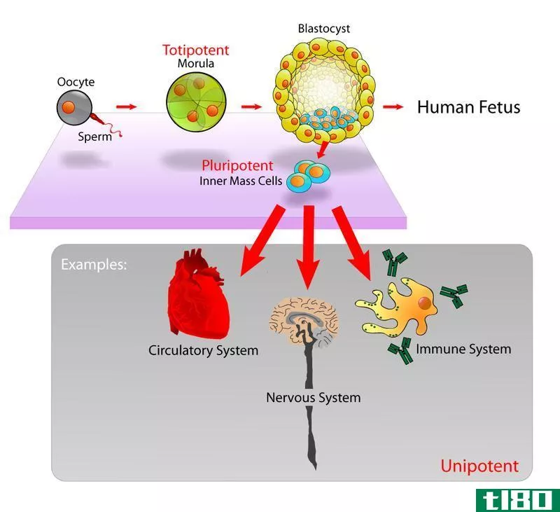 滋养层(trophoblast)和内细胞团(inner cell mass)的区别