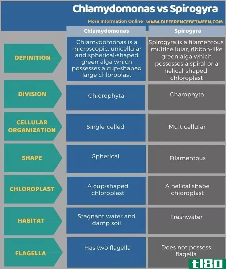 衣藻(chlamydomonas)和水绵(spirogyra)的区别