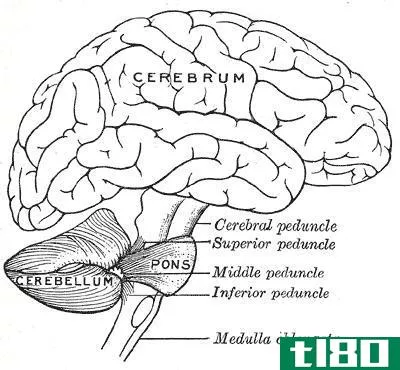 大脑(cerebrum)和小脑(cerebellum)的区别