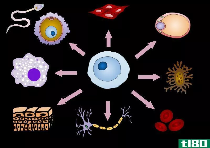 特化细胞(specialized cells)和干细胞(stem cells)的区别