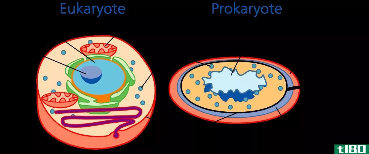 组织(tissue)和细胞(cell)的区别
