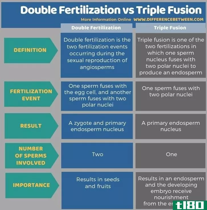 双受精(double fertilization)和三重熔合(triple fusion)的区别