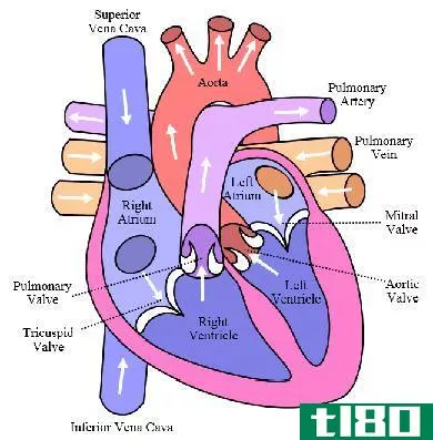 心房(atria)和心室(ventricles)的区别