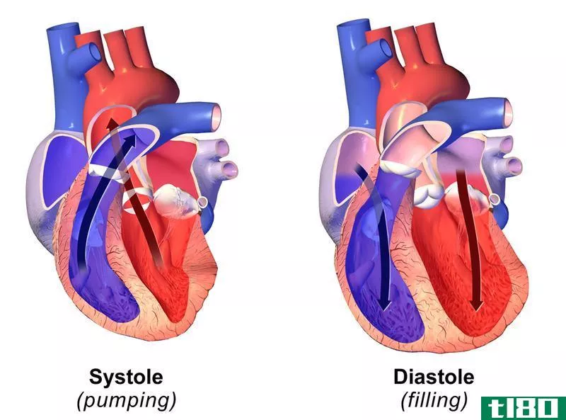 收缩(systolic)和舒张压(diastolic pressure)的区别