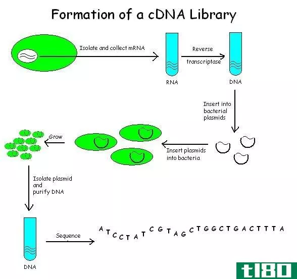 cdna(cdna)和基因组文库(genomic library)的区别