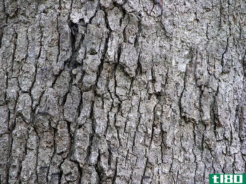 软木(cork)和树皮(bark)的区别