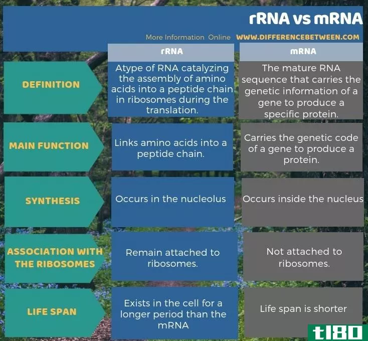 rrna公司(rrna)和信使核糖核酸(mrna)的区别