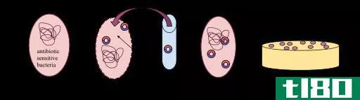 转染(transfection)和转导(transduction)的区别