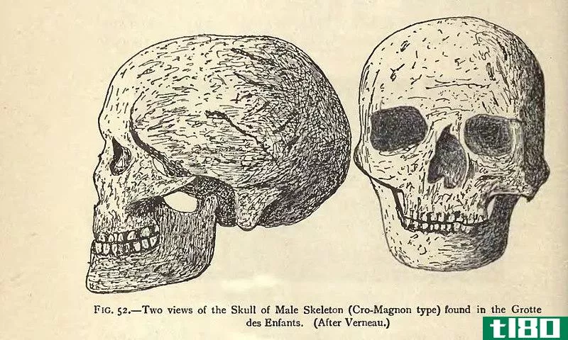 **的(male)和**头骨(female skull)的区别