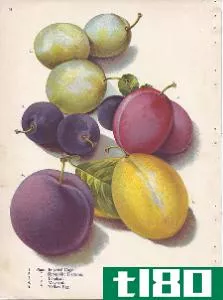 梅子(plum)和修剪(prune)的区别