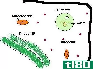 溶酶体(lysosomes)和核糖体(ribosomes)的区别