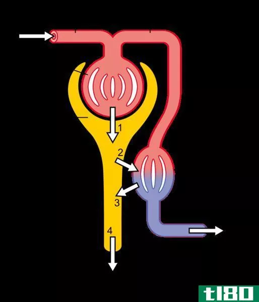 透析(dialysis)和超滤(ultrafiltration)的区别