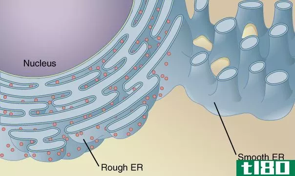 高尔基体(golgi apparatus)和内质网(endopla**ic reticulum)的区别