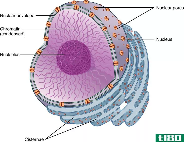 核(nucleus)和核仁(nucleolus)的区别