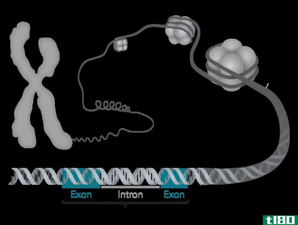 基因组学(genomic)和dna质粒(plasmid dna)的区别