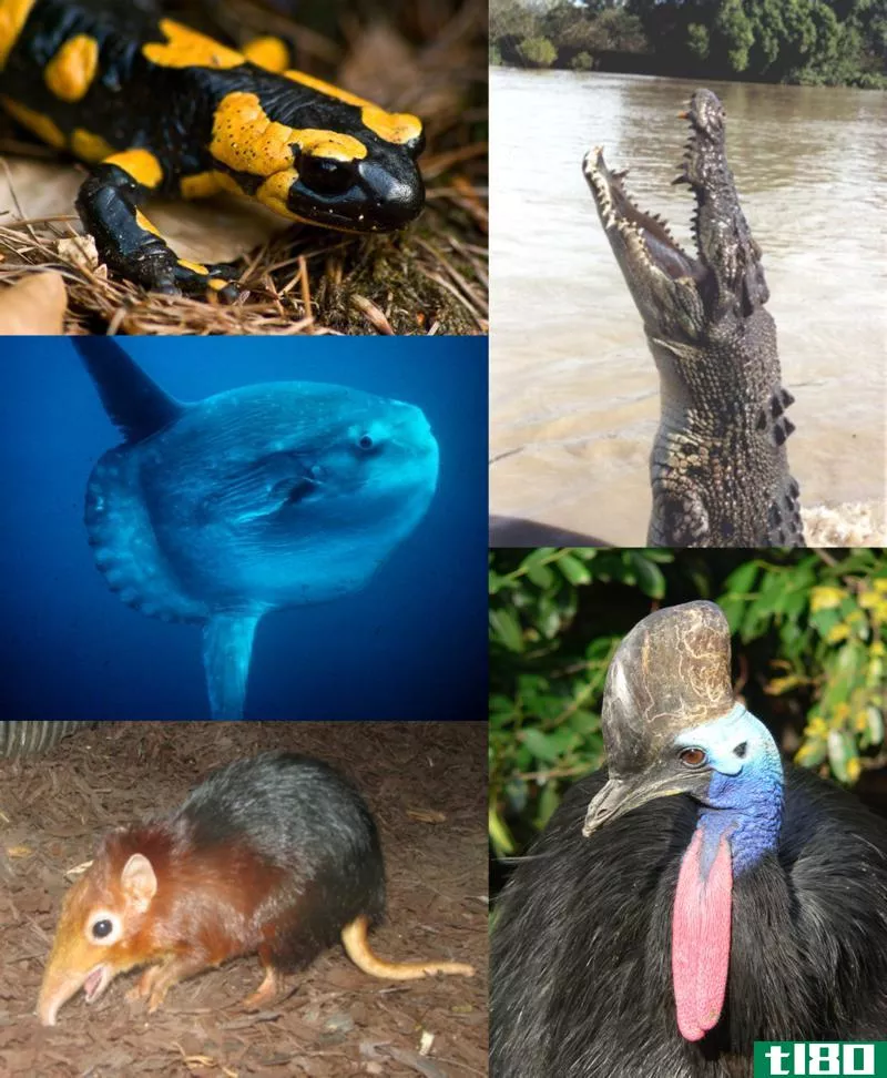 脊椎动物(vertebrates)和脊索动物(chordates)的区别