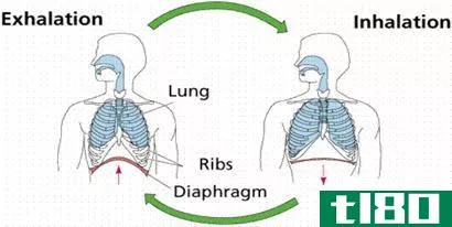 吸入(inhalation)和呼气(exhalation)的区别