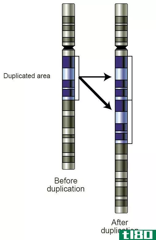 删除(deletion)和染色体复制(duplication of chromosome)的区别