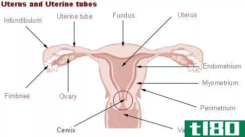 子宫颈(cervix)和子宫(uterus)的区别