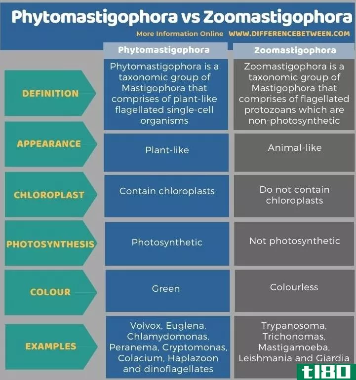 植蝇(phytomastigophora)和食虫目(zoomastigophora)的区别
