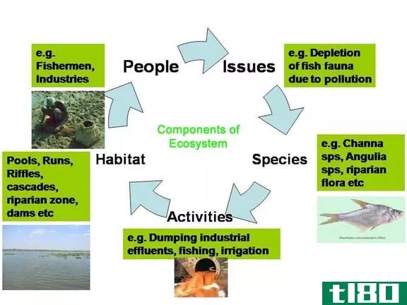 生态(ecological)和环境的(environmental)的区别
