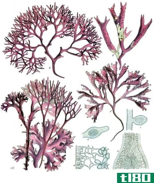 绿藻科(chlorophyceae phaeophyceae)和红藻科(rhodophyceae)的区别