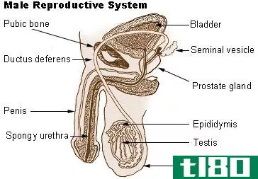 男性的(male)和女性生殖系统(female reproductive system)的区别