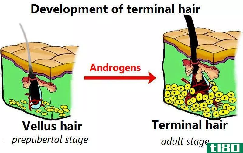 末梢毛(terminal hair)和绒毛(vellus hair)的区别