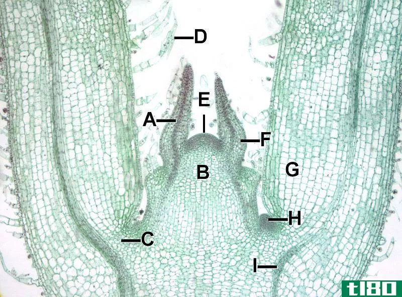 根(root)和茎顶端分生组织(shoot apical meristem)的区别