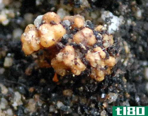 菌根(mycorrhiza)和珊瑚根(coralloid roots)的区别